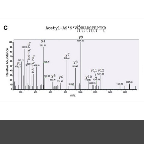 The O-GlcNAc transferase is a direct target of the kinase GSK3β, which phosphorylates it on either serine 3 or 4.