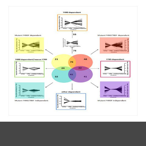 By mutating key tyrosines in the TrkA receptor it was possible to dissect which phosphorylations are downstream of each site.