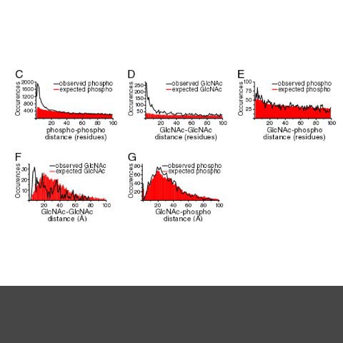 Analysis of phosphorylation and O-GlcNAcylation sites in synapses showed a propensity for phosphorylation sites to be near each other, O-GlcNAcylation sites to be near each other, but the proximity of O-GlcNAc and phospho sites appeared to be random.